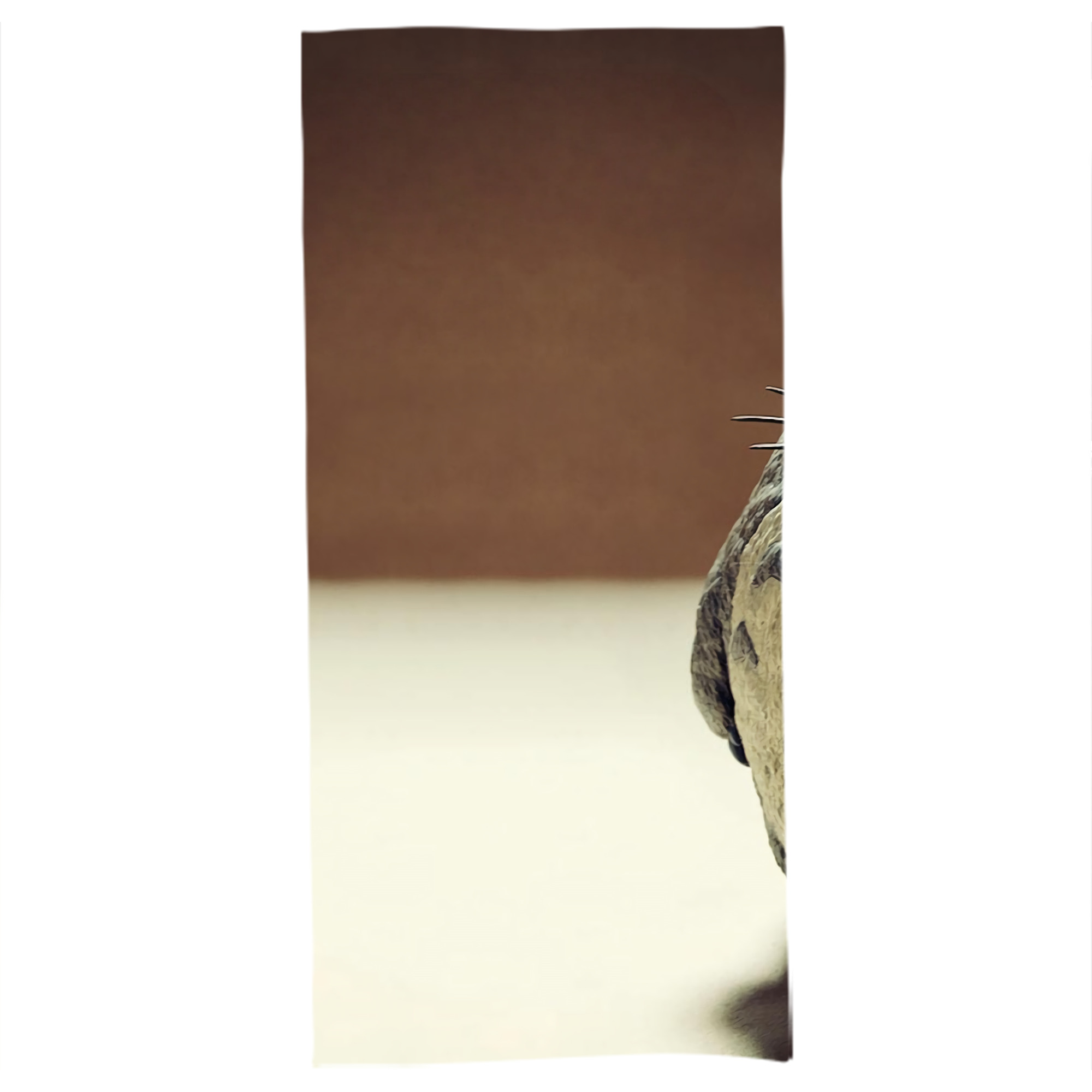 （画像用） となりのトトロ 草壁メイ 草壁サツキ My Neighbor Totoro Satsuki Kusakabe Mei Kusakabe 大判バスタオル 70×140cm 吸水速乾 柔らかい肌触り